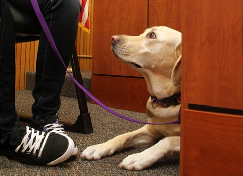Assistance dogs courtroom dogs Lexipol