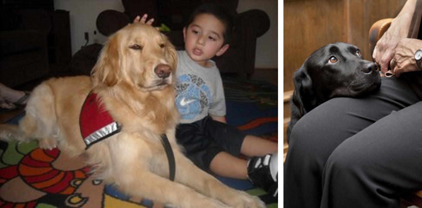 Courthouse dogs assistance dogs Lexipol Courthouse dogs assistance dogs Lexipol