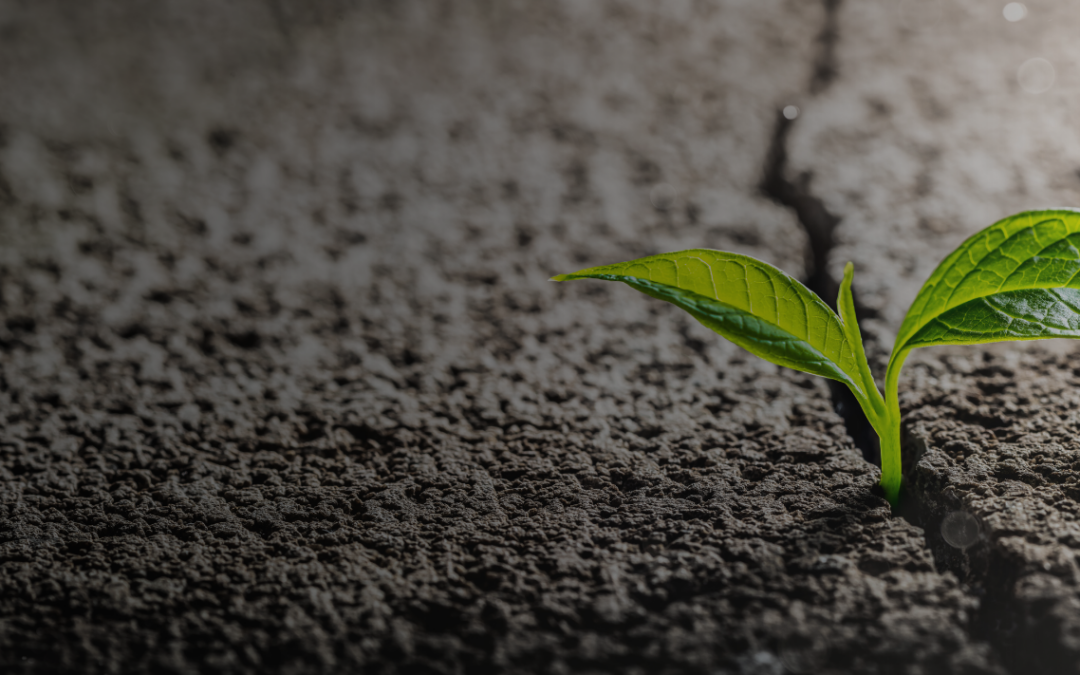 How to Survive — and Thrive — in Corrections