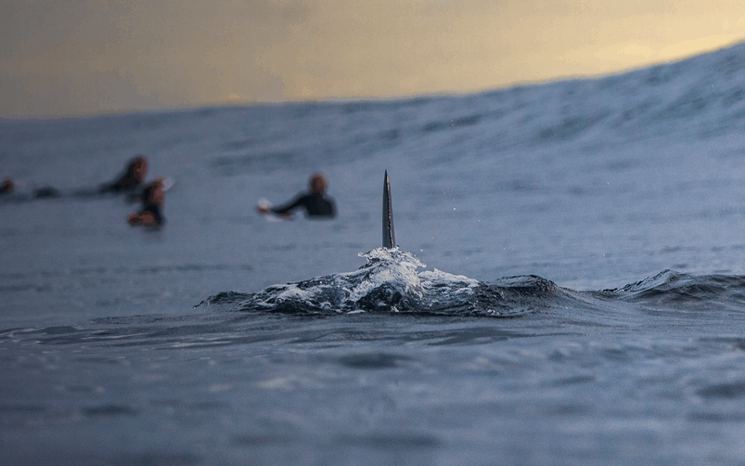 What’s Your Shark Attack? Rethinking Risk and Training in the Fire Service