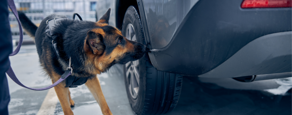 lawful exterior sniff